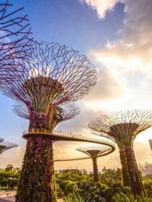 Super Tree Observatory - Fun Things to do in Singapore (Credit: Gardens by the Bay)